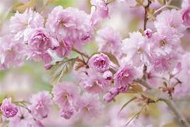 Japanese Cherry flower seeds for planting - Heirloom & Non-GMO Garden seeds