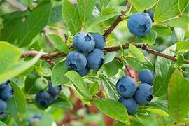 Heidelbeeren fruit seeds for planting - Heirloom & Non-GMO Garden seeds, healthy blueberry variety for gardens