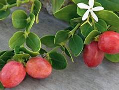 Carissa Karonda fruit seeds for planting - Heirloom & Non-GMO garden seeds for tangy exotic harvests