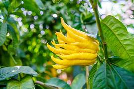 Yellow Finger-Citron fruit seeds for planting - Heirloom & Non-GMO Garden seeds