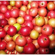 Muntingia Calabura fruit seeds for planting - Heirloom & Non-GMO Garden seeds