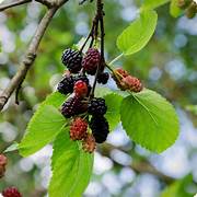 Mulberry fruit seeds for planting – Heirloom & Non-GMO garden seeds, juicy berries for fresh harvests