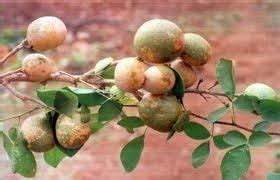 Brown Aegle Marmelos fruit seeds for planting - Heirloom & Non-GMO Garden seeds