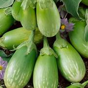 Green Eggplant fruit seeds for planting - Heirloom & Non-GMO Garden seeds