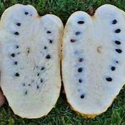 Yellow Green Soursop fruit seeds for planting - Heirloom & Non-GMO garden seeds, rare tropical variety