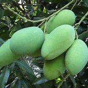 Green Mango fruit seeds for planting - Heirloom & Non-GMO Garden seeds, tropical mangoes for summer harvests