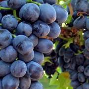 Midnight Beauty Grapes fruit seeds for planting - Heirloom & Non-GMO Garden seeds, sweet unique grapes for home gardens