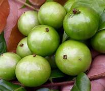 White Jabuticaba seeds for planting - Heirloom & Non-GMO sweet grape-like fruit garden seeds