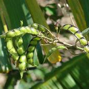 Cajanus Cajan vegetable seeds for planting – Heirloom & Non-GMO garden seeds, hearty legumes for rich harvests