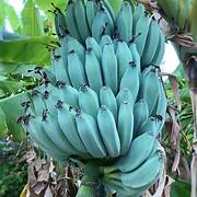 Blue Java Banana fruit seeds for planting - Heirloom & Non-GMO Garden seeds