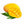 Yellow Mango fruit seeds for planting - Heirloom & Non-GMO garden seeds, tropical sweet flavor variety