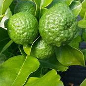 Citrus Hystrix fruit seeds for planting - Heirloom & Non-GMO Garden seeds, bold lime variety for aromatic zest