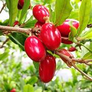 Miracle Berry fruit seeds for planting - Heirloom & Non-GMO Garden seeds, unique fruits that alter taste perception