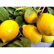 Bonsai Lemon fruit seeds for planting - Heirloom & Non-GMO Garden seeds