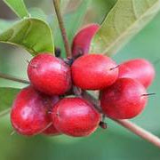 Miracle Berry fruit seeds for planting - Heirloom & Non-GMO Garden seeds, unique fruits that alter taste perception
