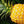 Yellow Pineapple Fruit Seeds for Planting – Heirloom & Non-GMO Garden seeds, easy-to-grow tropical fruits