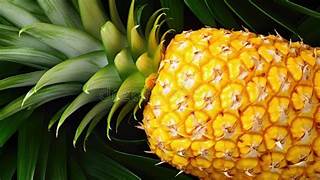 Yellow Pineapple Fruit Seeds for Planting – Heirloom & Non-GMO Garden seeds, easy-to-grow tropical fruits