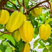 Yellow Starfruit fruit seeds for planting - Heirloom & Non-GMO Garden seeds