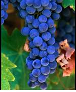 Blue Grape Fruit Seeds for Planting – Heirloom & Non-GMO Garden seeds, rare variety for lush vineyard growth