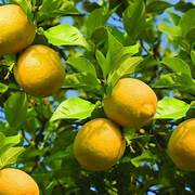 Bonsai Lemon fruit seeds for planting - Heirloom & Non-GMO Garden seeds
