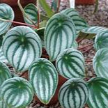 Watermelon Peperomia flower seeds for planting - Heirloom & Non-GMO Garden seeds, ornamental foliage for containers