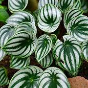 Watermelon Peperomia flower seeds for planting - Heirloom & Non-GMO Garden seeds, ornamental foliage for containers