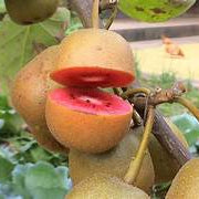 Pink Kiwi fruit seeds for planting – Heirloom & Non-GMO garden seeds, hardy self-fertile vine variety