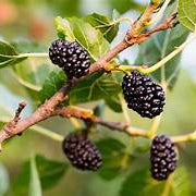 Mulberry fruit seeds for planting - Heirloom & Non-GMO Garden seeds, sweet berries for nutritious snacking