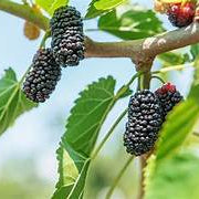 Mulberry fruit seeds for planting - Heirloom & Non-GMO Garden seeds, sweet berries for nutritious snacking