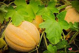 Honey Melon fruit seeds for planting - Heirloom & Non-GMO Garden seeds