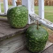 Speckled Apple fruit seeds for planting - Heirloom &amp; Non-GMO Garden seeds, colorful trees with tangy flavor