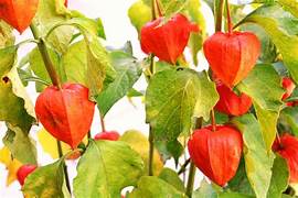 Red Physalis Alkekengi fruit seeds for planting – Heirloom & Non-GMO garden seeds, vibrant lantern berries