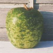 Speckled Apple fruit seeds for planting - Heirloom &amp; Non-GMO Garden seeds, colorful trees with tangy flavor
