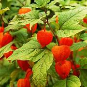 Red Physalis Alkekengi fruit seeds for planting – Heirloom & Non-GMO garden seeds, vibrant lantern berries