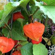 Red Physalis Alkekengi fruit seeds for planting – Heirloom & Non-GMO garden seeds, vibrant lantern berries