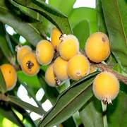 Yellow Jabuticaba fruit seeds for planting - Heirloom & Non-GMO Garden seeds