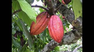 Cacao fruit seeds for planting – Heirloom & Non-GMO chocolate tree garden seeds