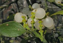 Oak Mistletoe fruit seeds for planting – Heirloom & Non-GMO garden seeds, rare parasitic plant for collectors