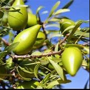 Argania fruit seeds for planting - Heirloom & Non-GMO Garden seeds, resilient trees with oil-rich nutritious fruits