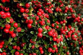 Cotoneaster fruit seeds for planting - Heirloom & Non-GMO Garden seeds