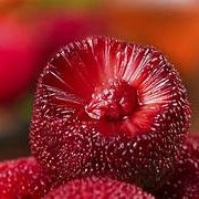 Waxberry fruit seeds for planting - Heirloom & Non-GMO Garden seeds, hardy plants with rich berry yield