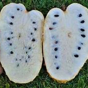 Tropical Yellow Soursop fruit seeds for planting - Heirloom & Non‑GMO Garden seeds