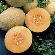 Ambrosia Cantaloupe fruit seeds for planting - Heirloom & Non-GMO Garden seeds, sweet muskmelons for backyard gardens