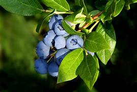 Heidelbeeren fruit seeds for planting - Heirloom & Non-GMO Garden seeds, healthy blueberry variety for gardens