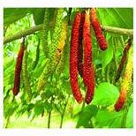Futuba Long Mulberry fruit seeds for planting - Heirloom & Non-GMO Garden seeds for sweet berry trees