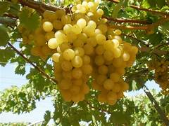 Lakemont Grape fruit seeds for planting - Heirloom & Non-GMO Garden seeds
