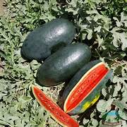 Red Watermelon fruit seeds for planting - Heirloom & Non-GMO Garden seeds