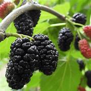 Blackberry fruit seeds for planting – Heirloom & Non-GMO garden seeds, sweet juicy berries for home gardens