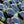Black Eggplant fruit seeds for planting - Heirloom & Non-GMO garden seeds, sweet and tender variety