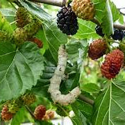 Mulberry fruit seeds for planting – Heirloom & Non-GMO garden seeds, juicy berries for fresh harvests